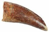 Serrated, Theropod (Deltadromeus?) Pre-Max Tooth - Morocco #268841-1
